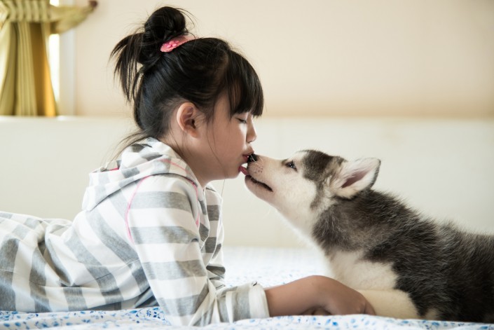 Little asian girl kissing a siberian husky puppy