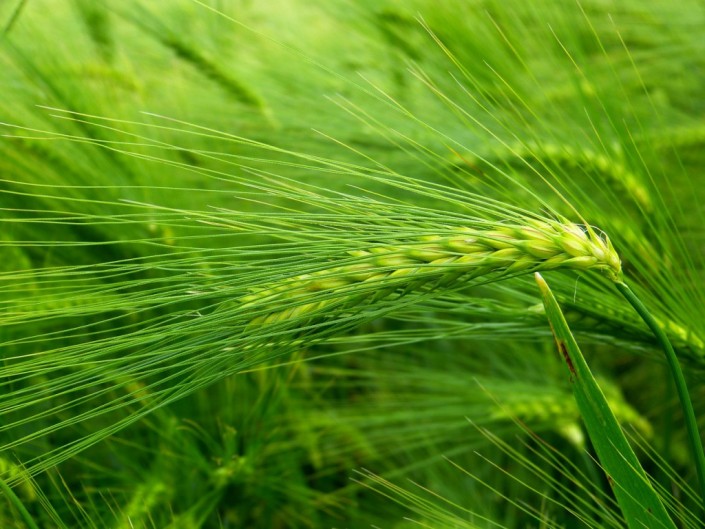barley-grass-nutritional-information-1024×768