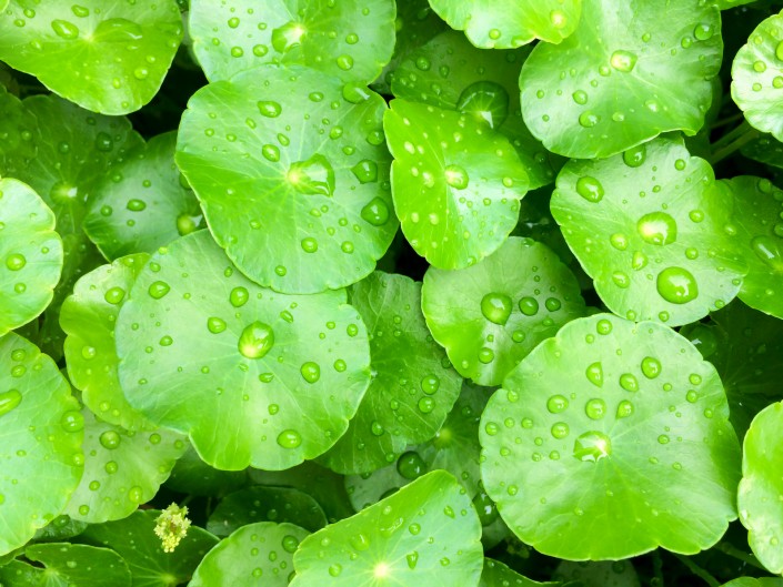 Green Centella asiatica close up.