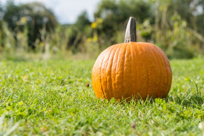 Krbis zum Fest Halloween