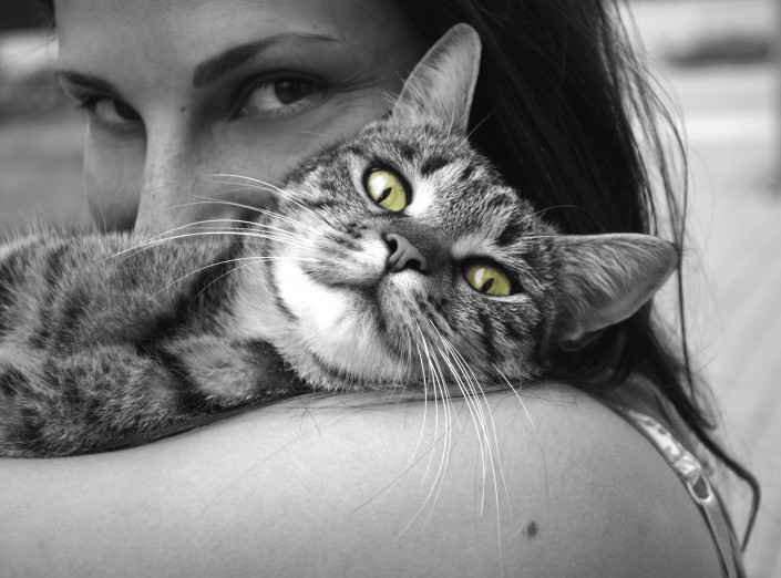animal-black-and-white-cat-39493