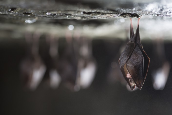 Close up group of small sleeping horseshoe bat covered by wings, hanging upside down on top of cold natural rock cave while hibernating. Wildlife photography. Creatively illuminated blurry background.