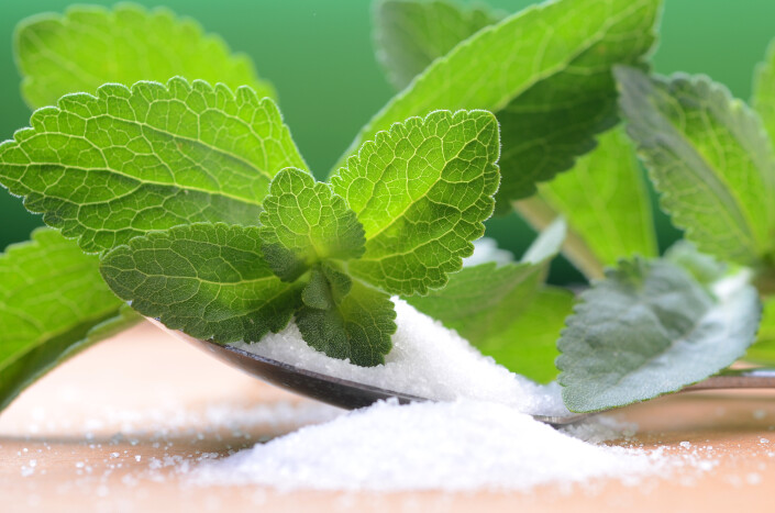 stevia rebaudiana – the sugar plant