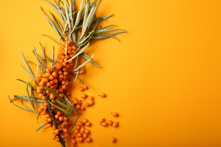 One branch of ripe sea buckthorn on yellow background