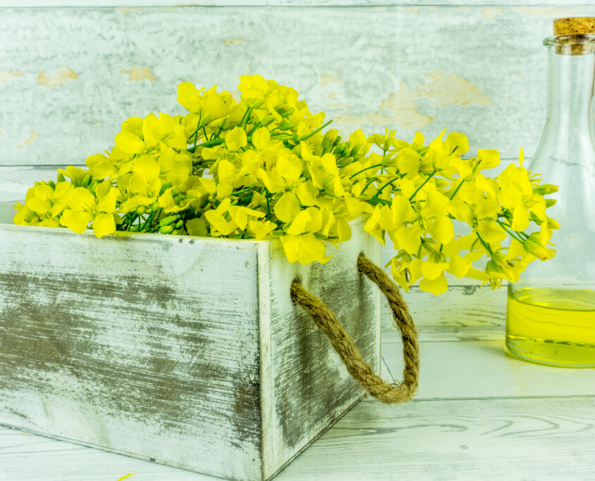 Rapeseed flowers with a bottle of rapeseed oil on a rustic wooden table